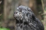 PETIT CHIEN LION 307